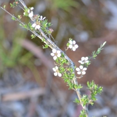 Gaudium multicaule (Teatree) at Yass River, NSW - 6 Nov 2020 by 120Acres