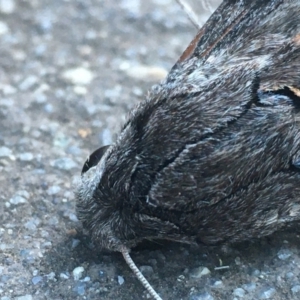 Agrius convolvuli at Acton, ACT - 21 Jan 2021