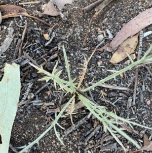 Eryngium ovinum at Hughes, ACT - 20 Jan 2021 07:46 PM