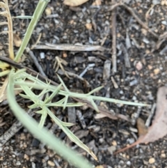 Eryngium ovinum at Hughes, ACT - 20 Jan 2021 07:46 PM