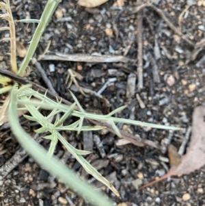 Eryngium ovinum at Hughes, ACT - 20 Jan 2021