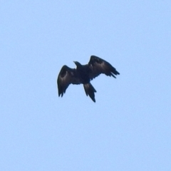 Aquila audax (Wedge-tailed Eagle) at Jerrabomberra, NSW - 21 Jan 2021 by RodDeb