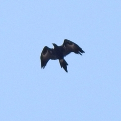 Aquila audax (Wedge-tailed Eagle) at QPRC LGA - 21 Jan 2021 by RodDeb