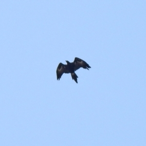 Aquila audax at Jerrabomberra, NSW - 21 Jan 2021 12:37 PM