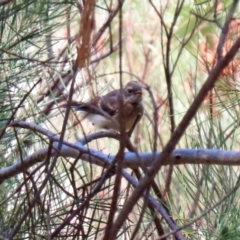 Rhipidura albiscapa (Grey Fantail) at Jerrabomberra, NSW - 21 Jan 2021 by RodDeb