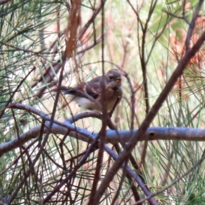 Rhipidura albiscapa (Grey Fantail) at Jerrabomberra, NSW - 21 Jan 2021 by RodDeb