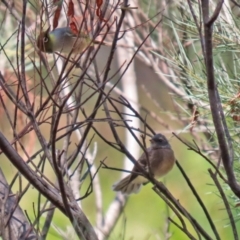 Rhipidura albiscapa at Jerrabomberra, NSW - 21 Jan 2021