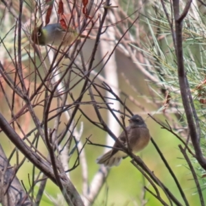 Rhipidura albiscapa at Jerrabomberra, NSW - 21 Jan 2021