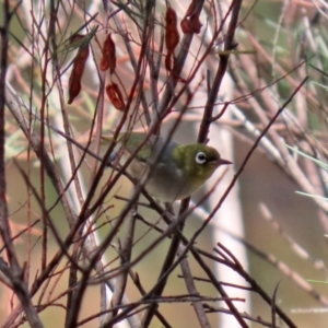 Zosterops lateralis at Jerrabomberra, NSW - 21 Jan 2021 12:09 PM