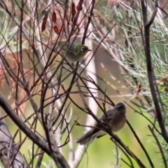 Zosterops lateralis at Jerrabomberra, NSW - 21 Jan 2021