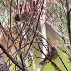 Zosterops lateralis at Jerrabomberra, NSW - 21 Jan 2021 12:09 PM