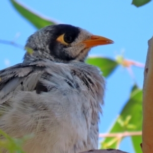 Manorina melanocephala at Jerrabomberra, NSW - 21 Jan 2021