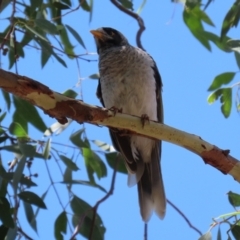 Manorina melanocephala at Jerrabomberra, NSW - 21 Jan 2021