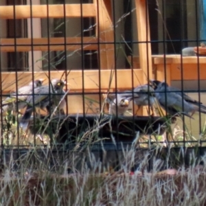 Manorina melanocephala at Jerrabomberra, NSW - 21 Jan 2021