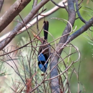 Malurus cyaneus at Jerrabomberra, NSW - 21 Jan 2021