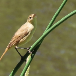 Acrocephalus australis at Jerrabomberra, NSW - 21 Jan 2021