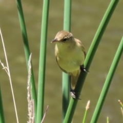 Acrocephalus australis at Jerrabomberra, NSW - 21 Jan 2021