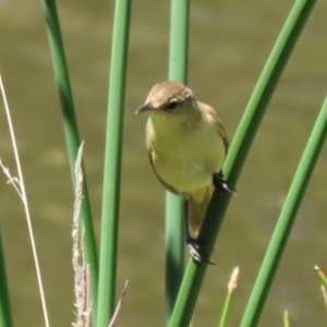 Acrocephalus australis at Jerrabomberra, NSW - 21 Jan 2021