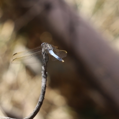 Orthetrum caledonicum (Blue Skimmer) at Jacka, ACT - 20 Jan 2021 by Tammy