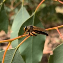 Neoscleropogon sp. (genus) (Robber fly) at Murrumbateman, NSW - 21 Jan 2021 by SimoneC