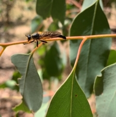 Neoscleropogon sp. (genus) at Murrumbateman, NSW - 21 Jan 2021