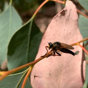 Neoscleropogon sp. (genus) at Murrumbateman, NSW - 21 Jan 2021