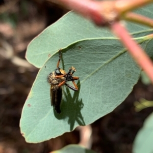 Neoscleropogon sp. (genus) at Murrumbateman, NSW - 21 Jan 2021