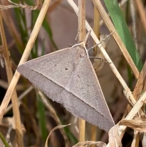 Epidesmia hypenaria at Murrumbateman, NSW - 21 Jan 2021