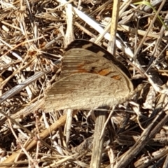 Junonia villida (Meadow Argus) at Mount Painter - 18 Jan 2021 by drakes