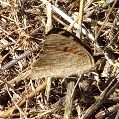 Junonia villida (Meadow Argus) at Cook, ACT - 19 Jan 2021 by drakes