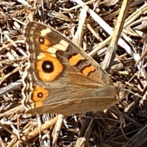 Junonia villida at Cook, ACT - 19 Jan 2021 09:47 AM