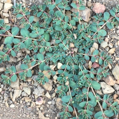 Euphorbia dallachyana (Mat Spurge, Caustic Weed) at Mount Majura - 21 Jan 2021 by JaneR