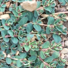 Euphorbia dallachyana at Majura, ACT - 21 Jan 2021 07:31 PM