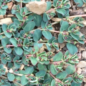 Euphorbia dallachyana at Majura, ACT - 21 Jan 2021