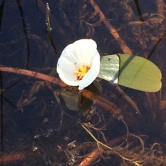 Ottelia ovalifolia subsp. ovalifolia (Swamp Lily) at Holt, ACT - 20 Jan 2021 by JaneR