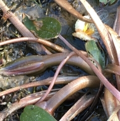 Ottelia ovalifolia subsp. ovalifolia at Holt, ACT - 20 Jan 2021 05:51 PM