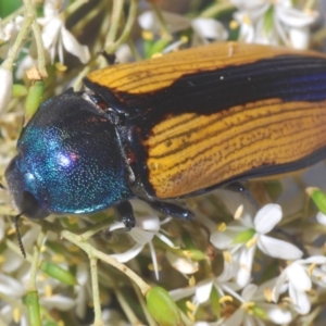 Temognatha suturalis at Larbert, NSW - 21 Jan 2021