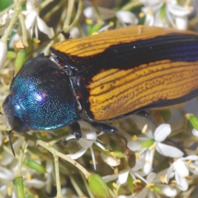 Temognatha suturalis (Boldly sutured jewel beetle) at Larbert, NSW - 21 Jan 2021 by Harrisi