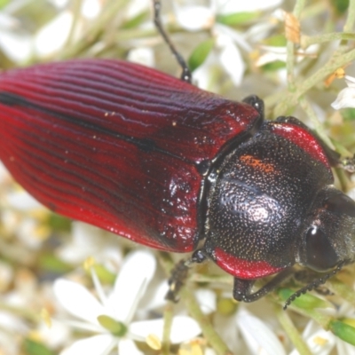 Temognatha variabilis (Variable jewel beetle) at Oallen, NSW - 21 Jan 2021 by Harrisi