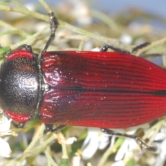 Temognatha variabilis at Oallen, NSW - 21 Jan 2021