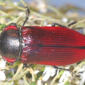 Temognatha variabilis at Oallen, NSW - 21 Jan 2021