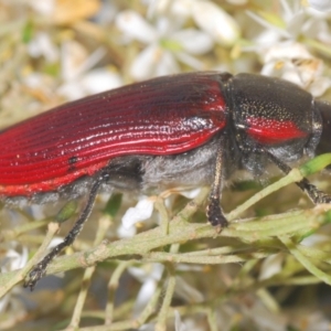 Temognatha variabilis at Oallen, NSW - 21 Jan 2021