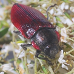 Temognatha variabilis at Oallen, NSW - 21 Jan 2021