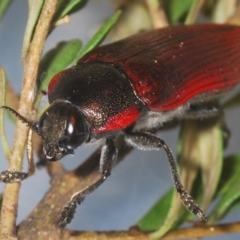 Temognatha variabilis at Oallen, NSW - 21 Jan 2021