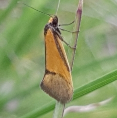 Philobota undescribed species near arabella (A concealer moth) at Cook, ACT - 12 Oct 2020 by drakes