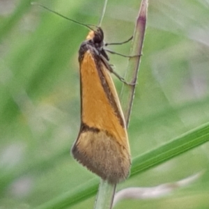 Philobota undescribed species near arabella at Cook, ACT - 12 Oct 2020
