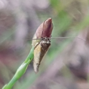 Philobota undescribed species near arabella at Cook, ACT - 12 Oct 2020