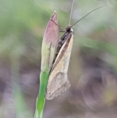 Philobota undescribed species near arabella at Cook, ACT - 12 Oct 2020