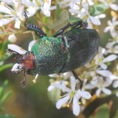 Lamprima aurata (Golden stag beetle) at QPRC LGA - 21 Jan 2021 by Harrisi