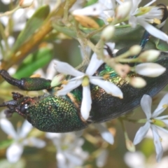 Lamprima aurata at Oallen, NSW - 21 Jan 2021